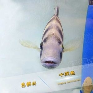 60公分龍魚和多大的慈鯛能混養(yǎng)（60公分魚缸能養(yǎng)多少龍魚？） 龍魚百科 第3張