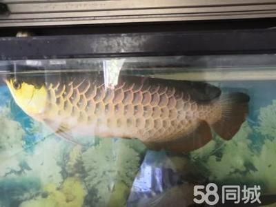 超大金龍魚兩條魚一起養(yǎng)好嗎（金龍魚可以同時(shí)兩條一起養(yǎng)嗎） 龍魚百科 第2張