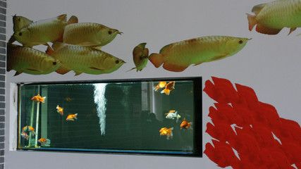 超大金龍魚兩條魚一起養(yǎng)好嗎（金龍魚可以同時(shí)兩條一起養(yǎng)嗎） 龍魚百科 第3張