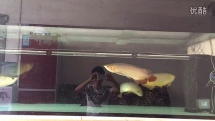 才買的龍魚什么時候喂食（剛買的龍魚在入缸后的2-3天就可以嘗試投喂食物了） 龍魚百科 第2張