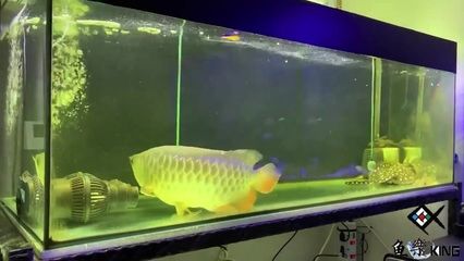 才買的龍魚什么時候喂食（剛買的龍魚在入缸后的2-3天就可以嘗試投喂食物了） 龍魚百科 第3張