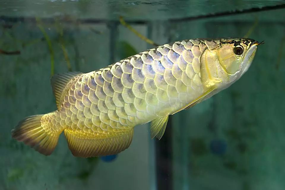 對龍魚的形容（水族圈分享龍魚歷史告訴你龍魚的形態(tài)特征、習(xí)性和喂養(yǎng)方法）