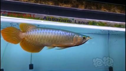 大湖紅龍魚(yú)對(duì)比印尼紅龍魚(yú)哪個(gè)好（大湖紅龍魚(yú)和印尼紅龍魚(yú)各有其獨(dú)特的魅力和特點(diǎn)）