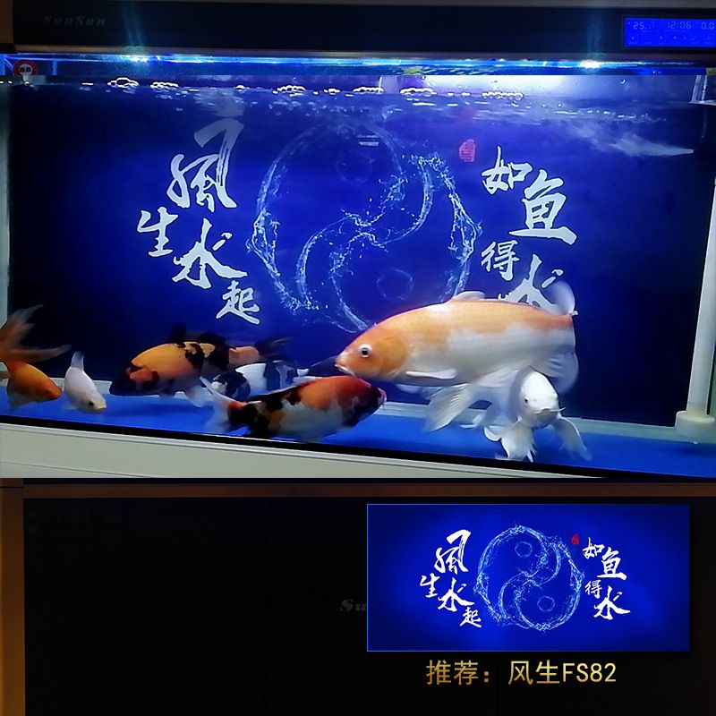 紅龍魚(yú)魚(yú)缸背景（關(guān)于紅龍魚(yú)魚(yú)缸背景的關(guān)鍵點(diǎn)：深色背景對(duì)紅龍魚(yú)的發(fā)色有好處）