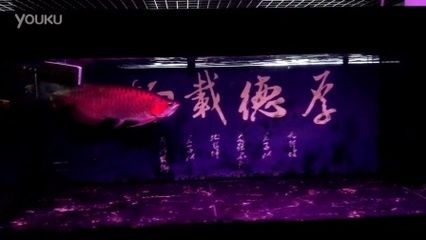 60厘米紅龍魚價格表（60厘米紅龍魚價格及圖片大全60厘米紅龍魚多少錢一條） 龍魚百科 第3張