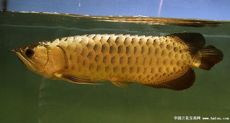 成年過背金龍魚多少公分（成年過背金龍魚的體型）