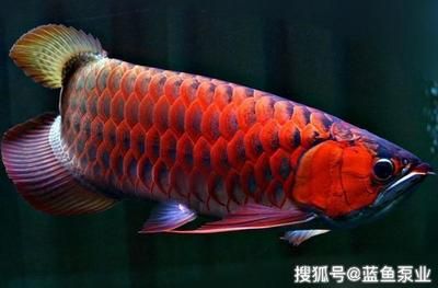 紅龍魚(yú)怎么區(qū)分（如何區(qū)分紅龍魚(yú)品種）