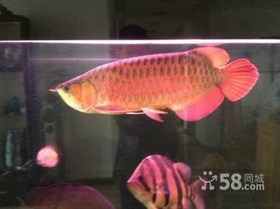 40cm龍魚（40厘米長的龍魚可以喂食1只泥鰍或2個拇指大小的河蝦）