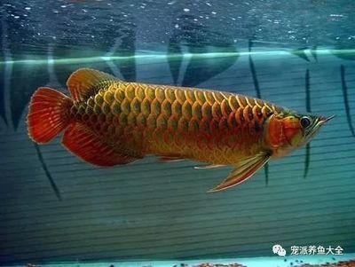 除了龍魚還有什么魚霸氣（除了龍魚，還有哪些霸氣觀賞魚？） 龍魚百科 第3張