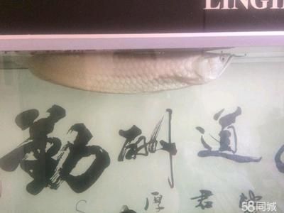 60厘米銀龍魚價格表（2019銀龍魚價格多少錢一條銀龍魚多少錢一條）