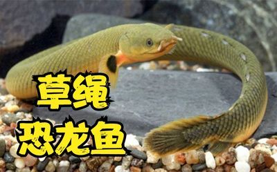 八爪恐龍魚怎么養(yǎng)殖（八爪恐龍魚怎么養(yǎng)）