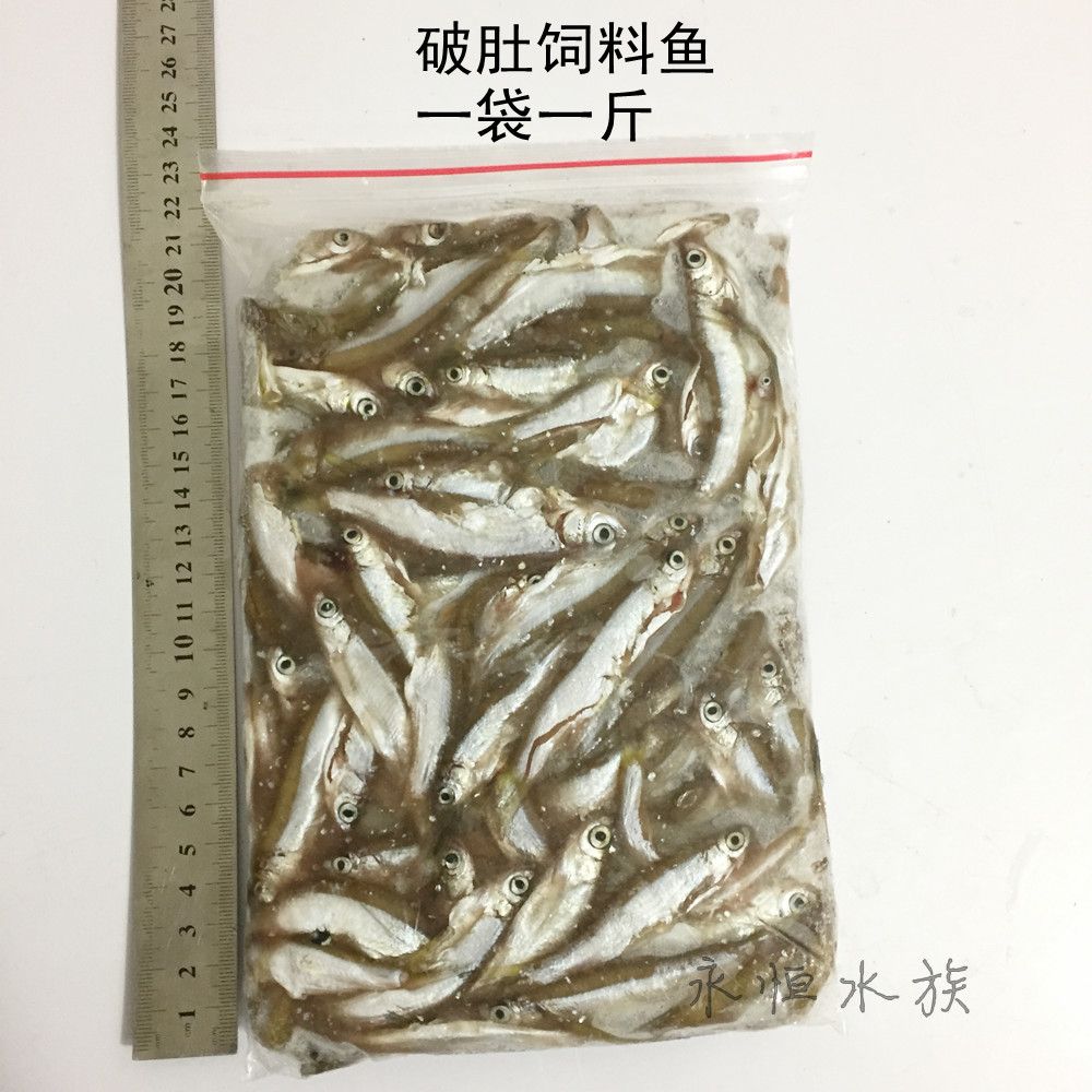 25cm龍魚一次喂多少凍蝦干（25cm龍魚一次喂多少蝦干【銀龍魚一次喂多少凍蝦干） 龍魚百科 第3張