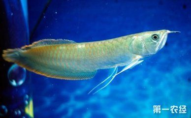 50cm銀龍魚能賣多少錢（50cm銀龍魚價格銀龍魚多少錢一條銀龍魚多少錢一條）