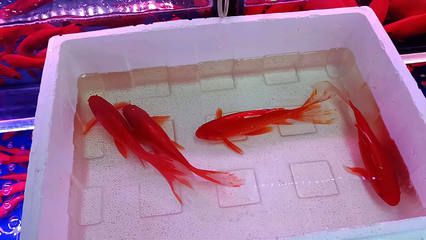 草金魚喂龍魚（草金魚可以喂龍魚嗎草金魚怎么喂龍魚安全嗎） 龍魚百科 第1張