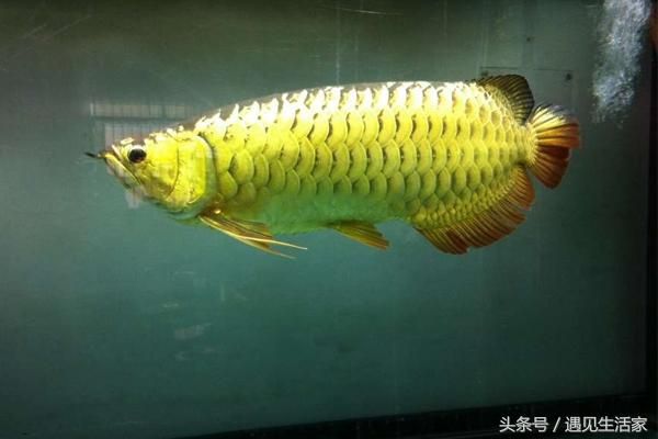 40公分的金龍魚(yú)每天喂多少食物（40公分的金龍魚(yú)一天吃多少） 龍魚(yú)百科 第2張