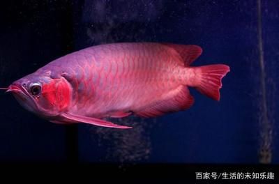 百萬(wàn)紅龍魚