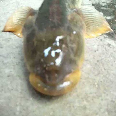 20厘米小龍魚吃什么（20厘米大小的小龍魚飼料的選擇應(yīng)根據(jù)其生長(zhǎng)階段和食性特點(diǎn)決定）