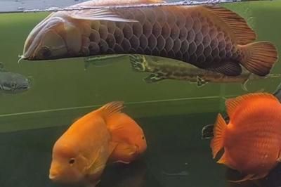 20厘米的紅龍魚怎么喂食（20厘米的紅龍魚吃什么最好紅龍魚吃什么最好）