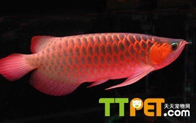 20厘米的紅龍魚怎么喂食（20厘米的紅龍魚吃什么最好紅龍魚吃什么最好）