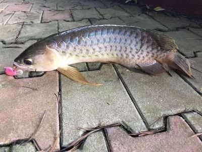 40cm龍魚一天吃多少食物（40cm的龍魚一天喂多少金龍魚一天吃多少360問答）