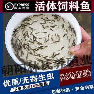 成年銀龍魚幾天喂一次飼料（成年銀龍魚多久喂一次最合理銀龍魚喂一次最合理） 龍魚百科 第3張