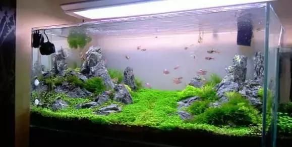 大型龍魚缸造景（大型龍魚缸怎么造景） 龍魚百科 第2張