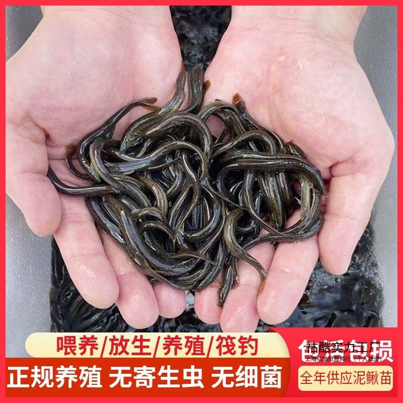 淡水土龍魚（關(guān)于淡水土龍魚的問題）