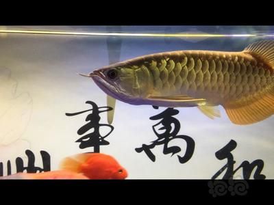 寶石金龍魚(yú)和高背金龍魚(yú)區(qū)別（寶石金龍魚(yú)和高背金龍魚(yú)在多個(gè)方面存在明顯的區(qū)別） 龍魚(yú)百科 第3張