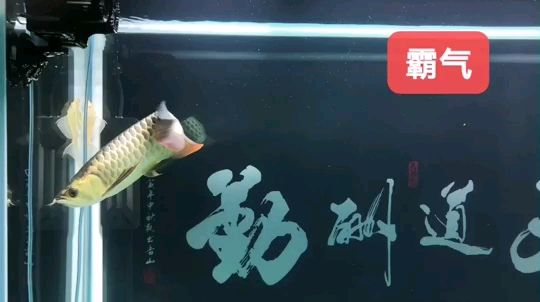 進口大白片可以治療龍魚拉白便嗎（進口的大白片可以治療龍魚拉白便嗎）