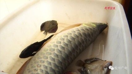 70公分紅龍魚捕食大蜻蛙（70公分紅龍魚捕食大蜻蛙360問答）