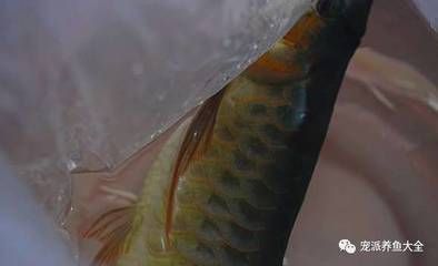 大龍魚怎么撈出來（大龍魚從魚缸中撈出來需要特別小心以避免對魚造成傷害或使其受驚）