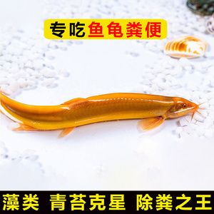 黃金龍魚價格表最新（黃金龍魚價格-最新黃金龍魚、批發(fā)報價、價格大全） 龍魚百科 第2張