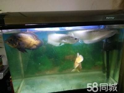 超大銀龍魚（中大型淡水魚類:霸氣的銀龍魚） 龍魚百科 第3張