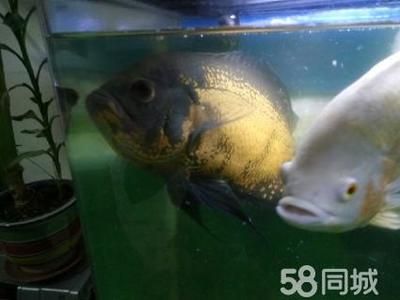 超大銀龍魚（中大型淡水魚類:霸氣的銀龍魚） 龍魚百科 第1張