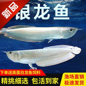 白子銀龍魚價(jià)格走勢(shì)（2024年白子銀龍魚價(jià)格走勢(shì)）