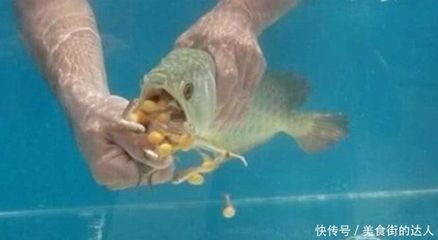 剛買的龍魚不吃東西怎么回事兒（剛買的龍魚不吃東西怎么辦） 龍魚百科 第1張