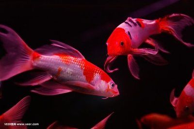 紅龍魚(yú)用什么背景（關(guān)于紅龍魚(yú)背景選擇的詳細(xì)信息：紅龍魚(yú)背景選擇詳細(xì)信息）