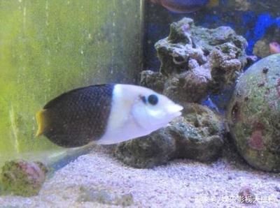 臨沭縣水源花卉水族館（臨沭縣水源花卉水族館經(jīng)營產(chǎn)品：花卉、水族、漁具零售） 全國觀賞魚市場(chǎng)