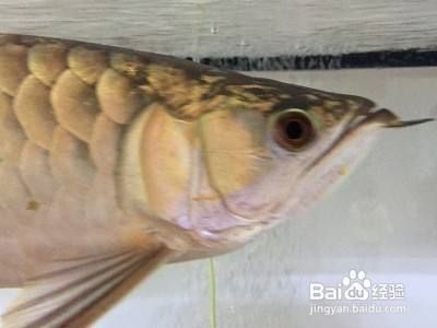 東營開發(fā)區(qū)博宇水族館（東營博宇水族館） 全國觀賞魚市場