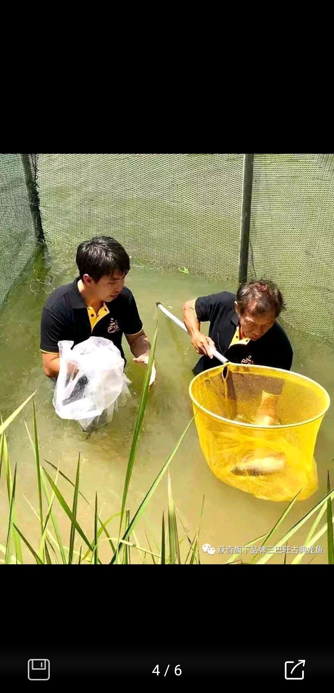 三巴旺古典過背金龍（中國國產(chǎn)魚尺寸） 觀賞魚論壇 第2張