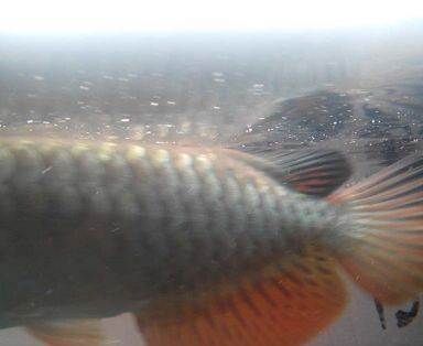 海豐縣海城有余水族館（汕尾市海豐縣海城有余水族館） 全國觀賞魚市場