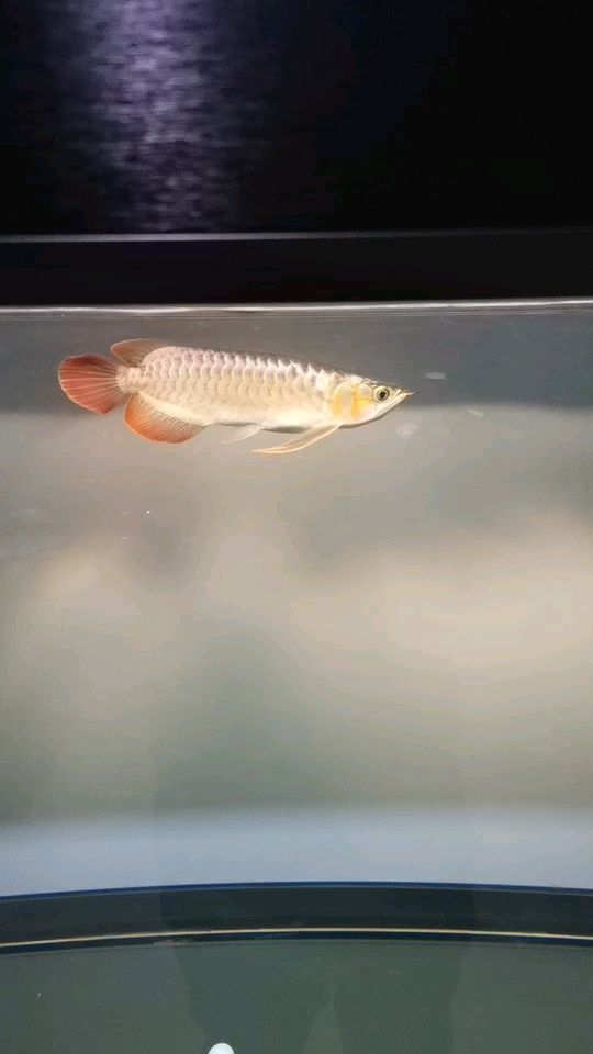 小魚(yú)入缸三天掉了2片麟心疼呀，不過(guò)今天就開(kāi)口吃食了，狀態(tài)還要調(diào)養(yǎng)兩周[aini]（小魚(yú)入缸三天掉了2片麟心疼呀）