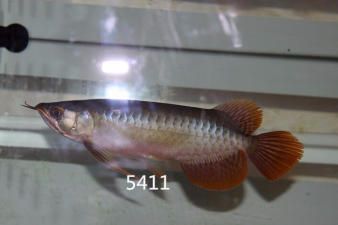 安陽縣水冶鎮(zhèn)天天有魚水族店（安陽縣水冶鎮(zhèn)天天有魚） 全國觀賞魚市場