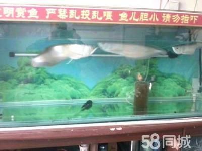 40公分的銀龍魚多少錢一條（40公分的銀龍魚價(jià)格在200元到幾千元不等） 龍魚百科 第3張