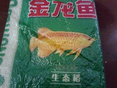 東北小金龍魚是什么魚（360問答金龍魚是什么魚金龍魚是什么魚） 龍魚百科 第1張