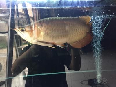 40公分到龍魚(yú)每天喂（30-40公分的龍魚(yú)一天喂幾次）