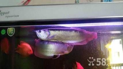 40公分到龍魚(yú)每天喂（30-40公分的龍魚(yú)一天喂幾次）