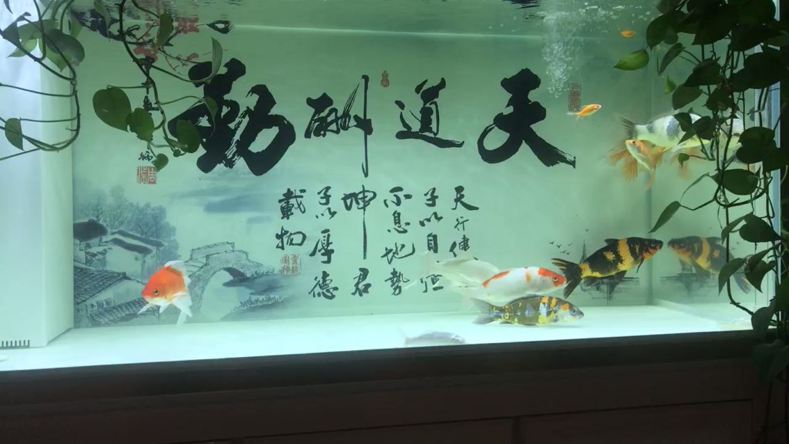 飼料（吃完了再買,君碩e7jdu） 觀賞魚論壇