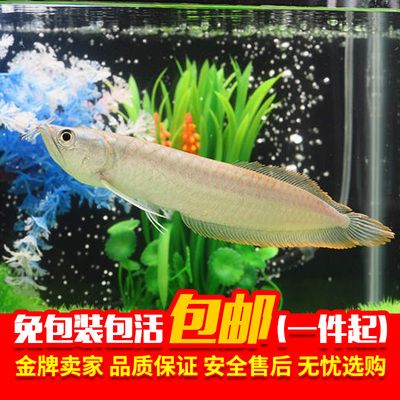 觀賞魚銀龍魚能長(zhǎng)多大（銀龍魚有多大告訴你）