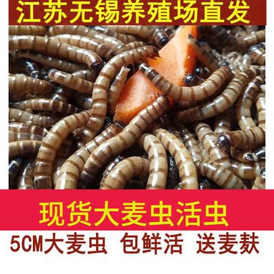 40公分龍魚喂多大的大麥蟲（40公分龍魚應(yīng)該喂食多大規(guī)格的大麥蟲） 龍魚百科 第3張